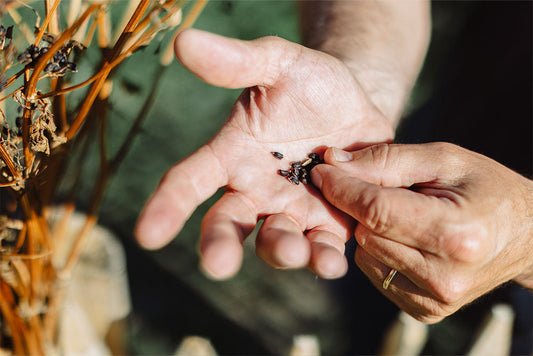 Fabrication du gin : les secrets d’un gin artisanal français signé Melifera