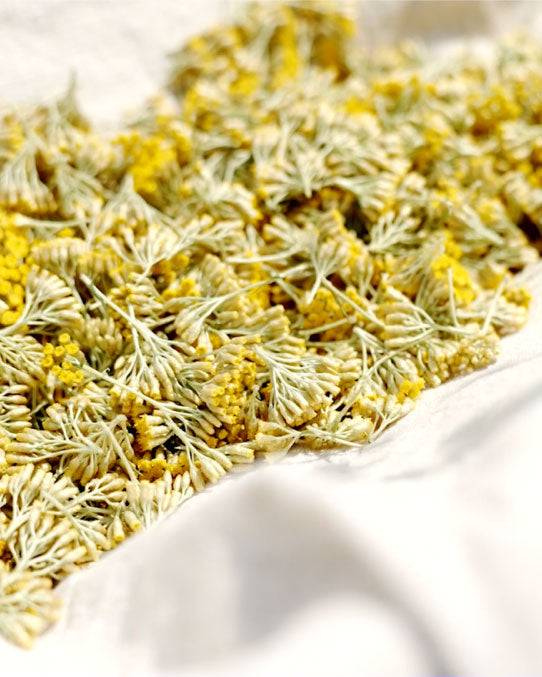 Sachet de fleurs d'immortelles